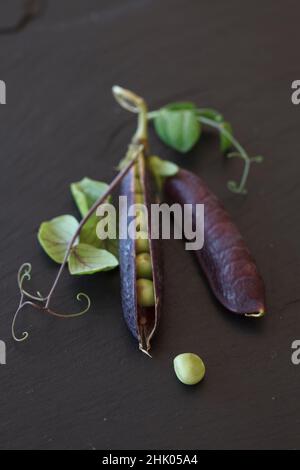 Pois frais du patrimoine avec gousses violettes, feuilles et tendrils sur la surface de travail de l'ardoise déchirée Banque D'Images