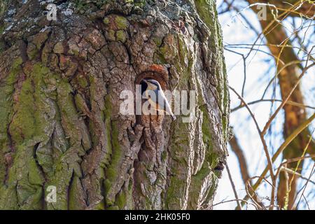 Nuthatch - Sitta europaea se trouve sur l'écorce d'un arbre dans lequel il y a un trou et monte dans le nid. Banque D'Images