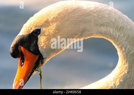 Cygne blanc avec algues dans le bec Banque D'Images