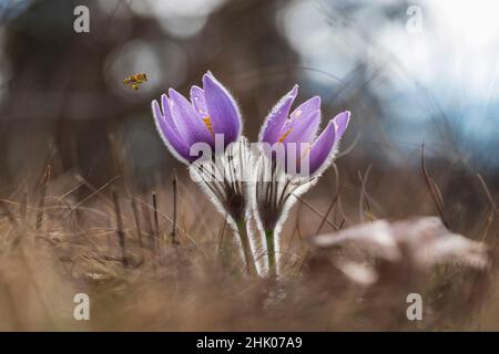 Une abeille volant au-dessus de Pulsatilla grandis pollinisant une fleur Banque D'Images