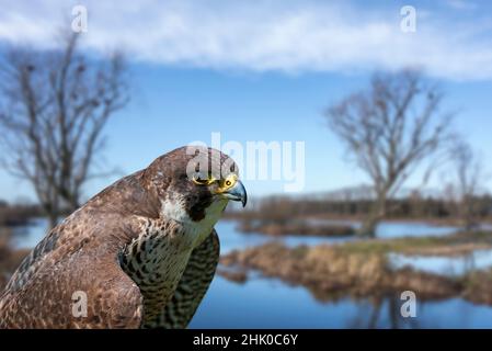 faucon pèlerin (Falco peregrinus) gros plan de la femelle dans les terres humides en hiver.Composite numérique Banque D'Images