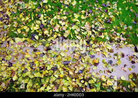 Feuilles de bouleau sur la voie du parc et pelouse en herbe verte Banque D'Images