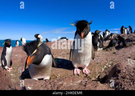 Manchot de Rockhopper , eudyptes chrysocome , Patagonie , Argentine Banque D'Images