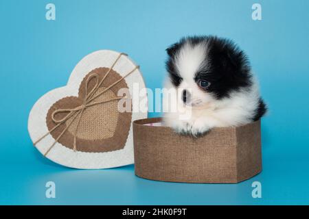 Petit chiot pomeranien dans une boîte cadeau en forme de cœur sur fond bleu. Banque D'Images