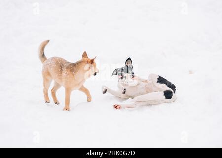 Deux chiens errants de race multiple jouent sur une neige blanche dans le parc d'hiver.Animaux de compagnie. Banque D'Images