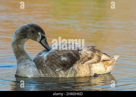 Gros plan d'un cygnet endormi au coucher du soleil avec bec reposant sur le dos.Un fond propre avec des eaux calmes et fixes de Saltmarshe Delph près de Howden dans l'est y Banque D'Images