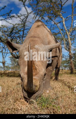 Portrait de Rhinoceros noir, réserve d'eau douce Kenya, Afrique Banque D'Images