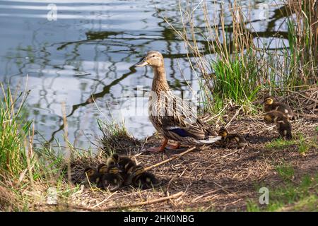 Une femelle adulte de canard colvert garde son jeune dans l'herbe par un étang.Photo de nature sauvage. Banque D'Images