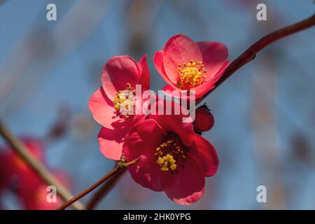 Détail des fleurs de couleur rose foncé du coing de Maule (Chaenomeles Japonica) Banque D'Images