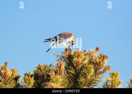 Un Kestrel américain au sommet d'un pin par temps ensoleillé, tirant et tirant sur un vole capturé qu'il a attrapé pour son repas. Banque D'Images