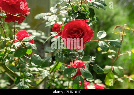 Rose Apothecary (Rosa Gallica) fleur rouge cramoisi Banque D'Images