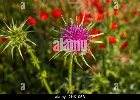 Chardon Marian (Silybum marianum) fleur en forme de macaron en fleurs au printemps, vue de dessus Banque D'Images