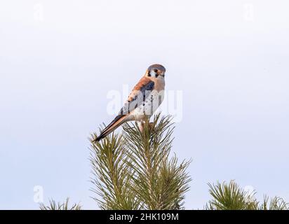 Un beau portrait en gros plan d'un Kestrel américain assis sereinement au sommet d'un pin. Banque D'Images