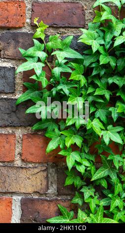 Des branches de lierre verte ou hedera rampant le long d'un vieux mur de briques rouges arrière-plan.Photo verticale. Banque D'Images