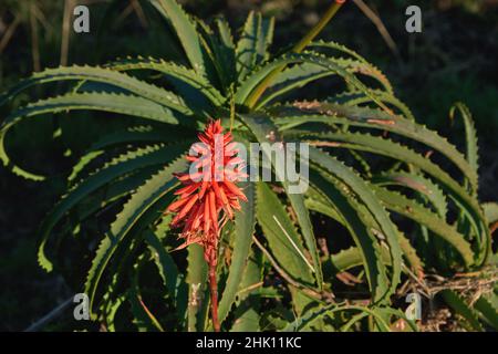 Aloe arborescens hiver floraison plante succulente fleur rouge Banque D'Images