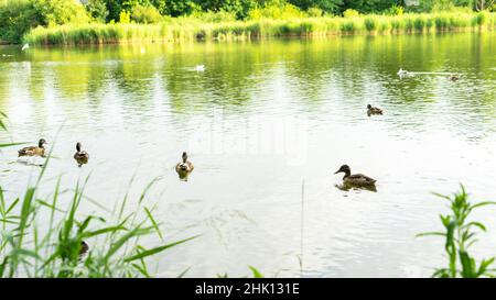 Des canards et d'autres oiseaux aquatiques nagent sur un étang de South Park, Kaliningrad, en Russie.Oiseaux de ville. Banque D'Images