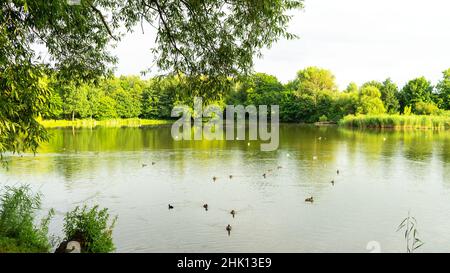 Des canards et d'autres oiseaux aquatiques nagent sur un étang de South Park, Kaliningrad, en Russie.Oiseaux de ville.Arbres et buissons le long d'un étang ou d'une rivière.Vue de l'opposé Banque D'Images