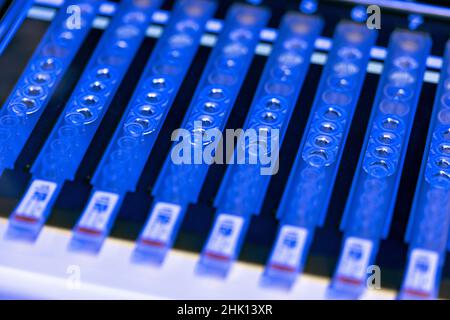 Greifswald, Allemagne.01st févr. 2022.Des échantillons de cotons-tiges corona sont examinés dans une machine illuminée en bleu dans le laboratoire PCR du centre médical de l'université.Plus de 170 000 échantillons ont été testés pour le coronavirus dans les laboratoires de l'Institut Friedrich-Löffler de microbiologie médicale au cours des deux dernières années.Les écouvillons proviennent de l'hôpital universitaire lui-même, de l'hôpital Wolgast et des centres publics de tests.Entre 350 et 700 nouveaux tests PCR sont effectués chaque jour.Credit: Jens Büttner/dpa-Zentralbild/dpa/Alay Live News Banque D'Images