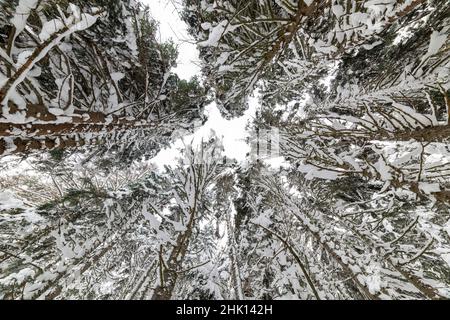 Hiver neige jour dans une belle forêt.Paysage de grands arbres avec neige.Abant, Bolu, Turquie. Banque D'Images