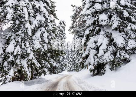 Beau paysage d'hiver dans une forêt avec des arbres et la route.PARC NATUREL D'ABANT LAKE à Bolu, Turquie. Banque D'Images