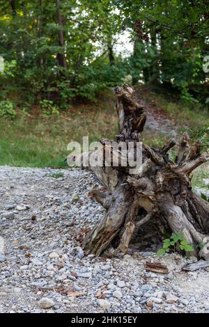 Plan vertical d'un arbre coupé sur les petites roches de la forêt Banque D'Images