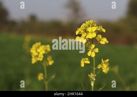 gros plan de fleurs de canola jaune florissant gratuit à télécharger Banque D'Images