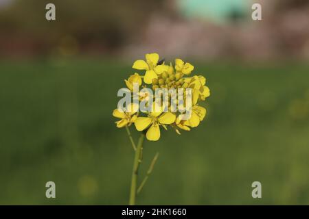 gros plan de fleurs de canola jaune florissant gratuit à télécharger Banque D'Images