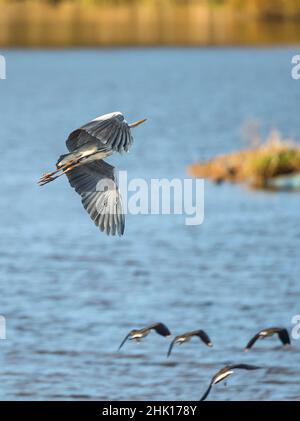 Droitwich, Royaume-Uni.1st février 2022.Météo au Royaume-Uni : les conditions venteuses d'aujourd'hui offrent un ascenseur parfait pour le grand héron britannique, vu ici sur un survol dans une réserve de zones humides locales.Crédit : Lee Hudson/Aalmy Live News Banque D'Images
