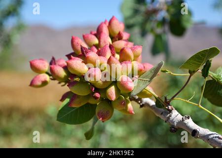 Pistaches sur une branche d'arbre dans la région de Kharanagh en Iran Banque D'Images