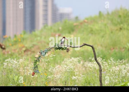 Gros plan de Rainbow Bee-eater assis sur une branche Banque D'Images