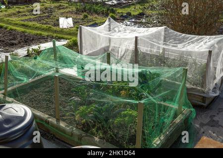 Lit de légumes surélevé en bois protégé par filet sur une allotissement dans le Yorkshire, en Angleterre. Banque D'Images