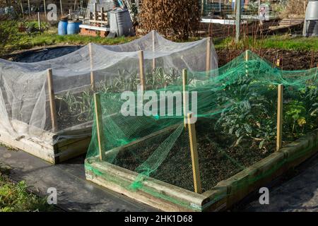 Lit de légumes surélevé en bois protégé par filet sur une allotissement dans le Yorkshire, en Angleterre. Banque D'Images