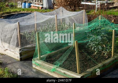 Lit de légumes surélevé en bois protégé par filet sur une allotissement dans le Yorkshire, en Angleterre. Banque D'Images