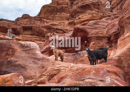 Groupe de chèvres debout sur des formations rocheuses rouges à Petra, Jordanie Banque D'Images