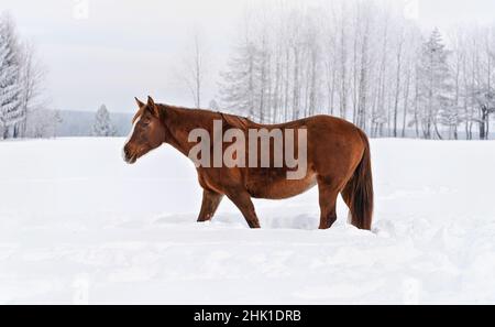 Cheval brun barbotant dans la neige en hiver, arbres flous en arrière-plan, vue latérale Banque D'Images