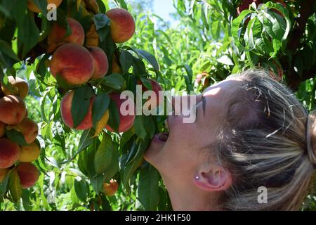 Belle race blanche blonde fille souriante essayant de mordre sur la branche d'un arbre de pêche ses fruits Banque D'Images