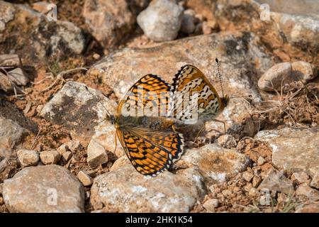 Deux Fritillaries de Glanville (Melitaea cinxia) se accouplant sur le sol pierreux, jour ensoleillé au printemps, Cres (Croatie) Banque D'Images