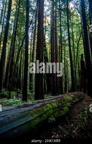 Armstrong Redwoods est un petit peuplement de séquoias juste au nord de Guerneville, Californie. Banque D'Images
