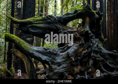Armstrong Redwoods est un petit peuplement de séquoias juste au nord de Guerneville, Californie. Banque D'Images