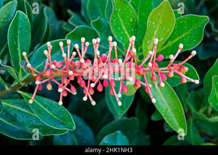 Plante à fleurs exotiques (Norantea brasiliensis) Banque D'Images