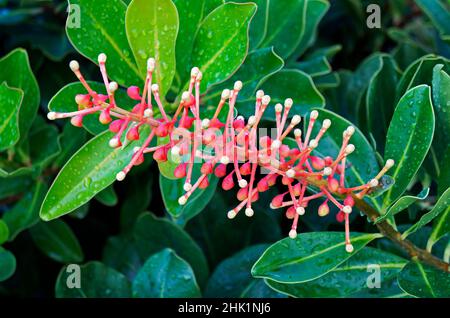 Plante à fleurs exotiques (Norantea brasiliensis) Banque D'Images