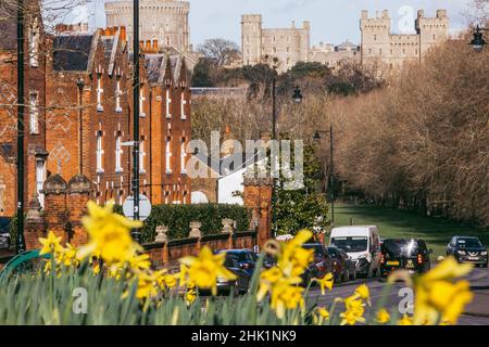 Windsor, Royaume-Uni.1st février 2022.Les jonquilles sont photographiés en fleur sur fond de château de Windsor.Londres et le sud-est de l'Angleterre ont connu un climat chaud ces derniers jours.Crédit : Mark Kerrison/Alamy Live News Banque D'Images