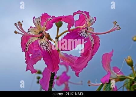 Fleurs d'arbre en soie (Ceiba speciosa ou Chorisia speciosa) Banque D'Images