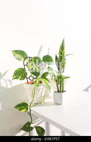 ivy du diable, serpent et plantes de bambou dans pot blanc sur fond blanc Banque D'Images