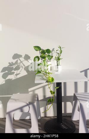 l'ivie du diable et les plantes de bambou dans un pot blanc sur fond blanc Banque D'Images