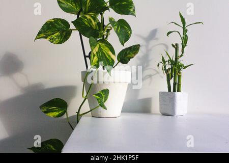 Gros plan de l'ivy du diable et des plantes de bambou dans la marmite blanche sur le mur blanc Banque D'Images