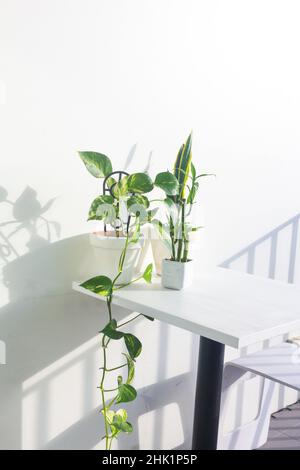 l'ivie du diable et les plantes de bambou dans un pot blanc sur fond blanc Banque D'Images