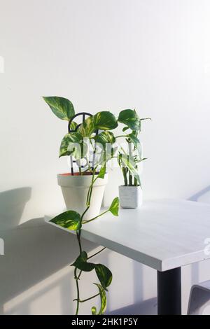 l'ivie du diable et les plantes de bambou dans un pot blanc sur fond blanc Banque D'Images