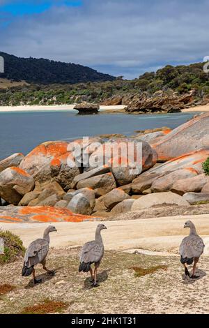 Oies du Cap-Barren à Port Davies, île Flinders Banque D'Images