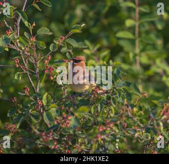 Cirage de cèdre dans un brousse de serviceberry. Banque D'Images